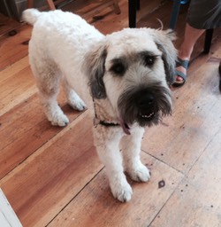 Olive - 18 mo. old Wheaten