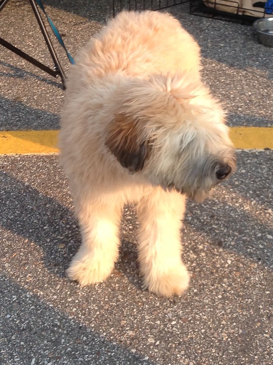 Seven month old Male Wheaten in Manchester - 1