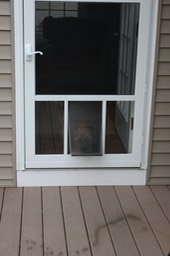 Dog Door to Porch - 1