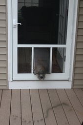 Dog Door to Porch - 2