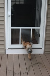 Dog Door to Porch - 3