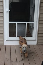 Dog Door to Porch - 4