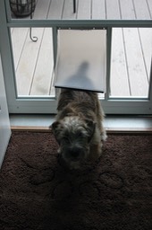 Dog Door to Porch - 6
