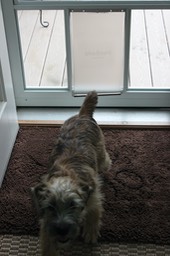 Dog Door to Porch - 7