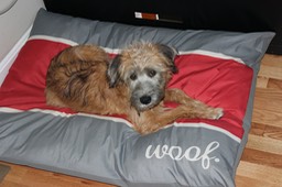 Kacey on Woof Pillow