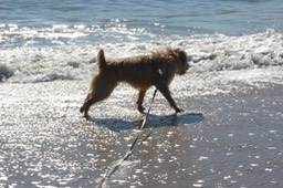 Kacey at the Beach 2 - 09