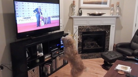 kacey-watching-dog-show