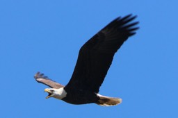 Eagle in Flight Screeching