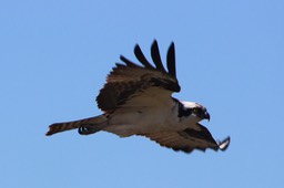 Birds from Dike Lake Okeechobee, inc. Eagle nest - 16