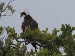 Osprey in Tree near Rig - 3