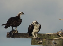 Osprey pair having late lunch - 4