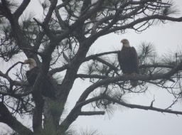 Eagles in Gulf State Park, Gulf Shores AL Nikon - 56