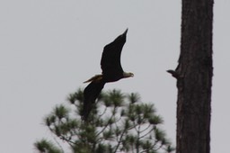 Eagles in Gulf State Park, Gulf Shores AL Canon - 38
