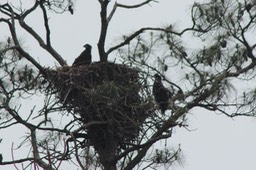 Eagles in Gulf State Park, Gulf Shores AL Canon - 33