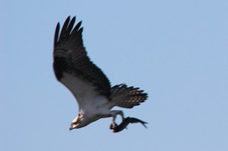 Osprey with Fish