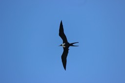 Female FrigateBird - 4