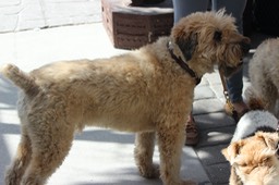 Wheaton Terrier - 2