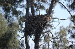 Eagle Nest Up Lake