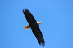 Eagle Above Screeching