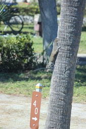 Squirrel in Lake Worth