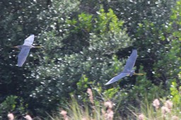 Two Great Blue Herons in Flight