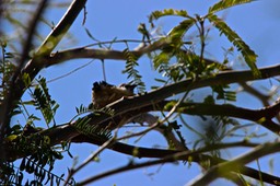 Hummingbird Nest In Meridian RV Park - 3