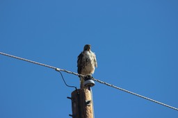 Red Tail Hawk on Pole - 1