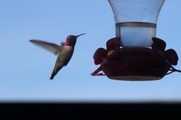 Linda's Hummingbirds at KOA - 02