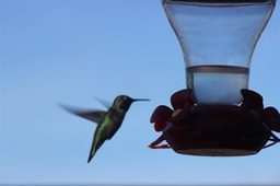 Linda's Hummingbirds at KOA - 04