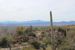 Arizona-Sonora Desert Museum - 105