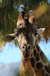 Giraffe - 06