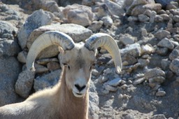 LDZ&G Bighorn Sheep - 189