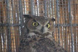 LDZ&G Great Horned Owl - 09