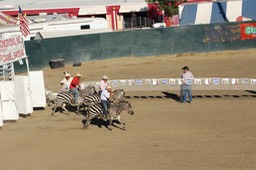 Camel, Ostrich and Zebra Racing - 23