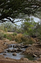 Gilbert Riparian Preserve - Hiking Park with Ponds - 130