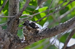 Riparian Preserve - Hummingbird Nest - 8