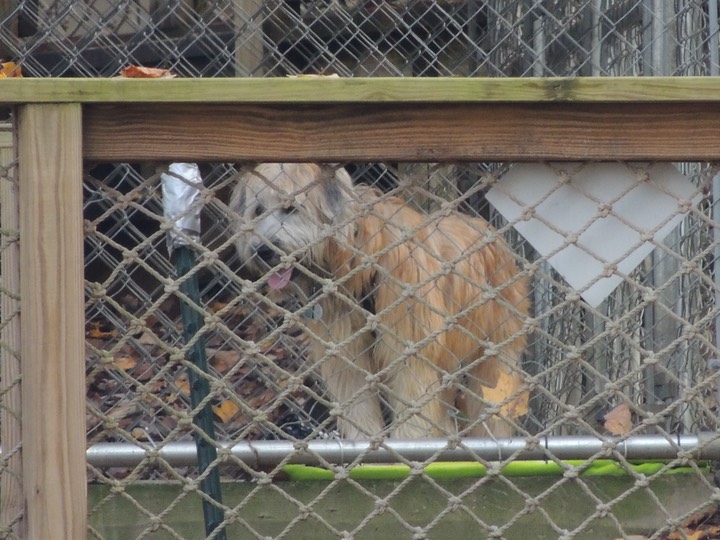 Kacey Kennel Ruby Falls - 2