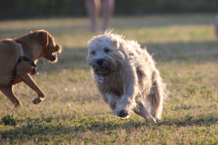 Kacey in Ft De Soto Dog Park - 03