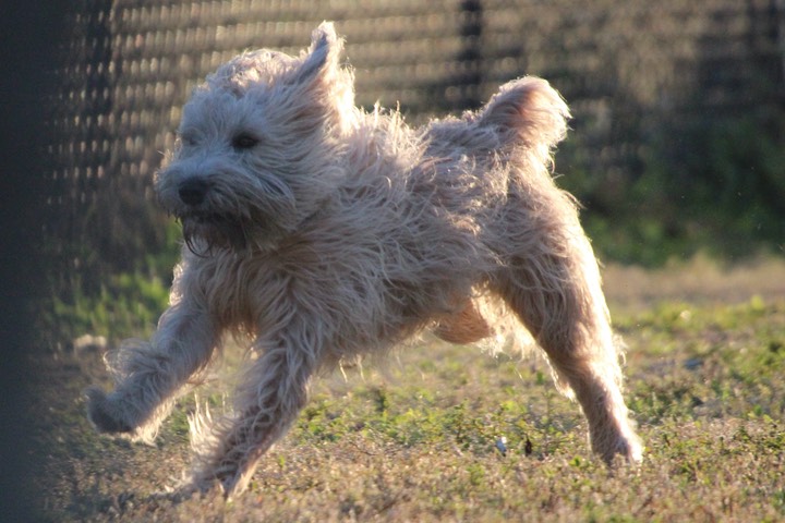 Kacey in Ft De Soto Dog Park - 06