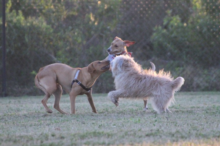 Kacey in Ft De Soto Dog Park - 11