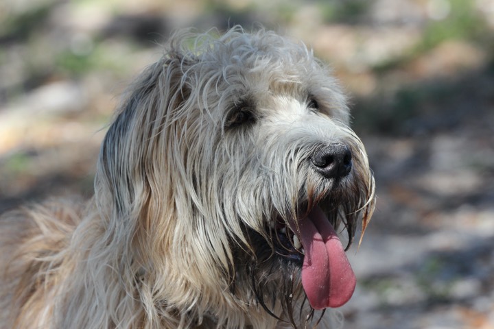 Kacey in Ft De Soto Dog Park 2 - 3