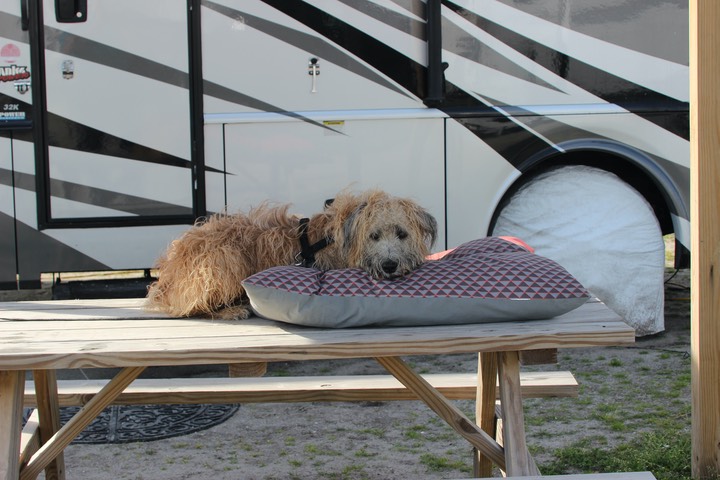 Kacey after a Romp at the Beach - 1