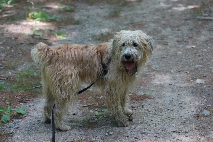 Kacey on a Walk - 2