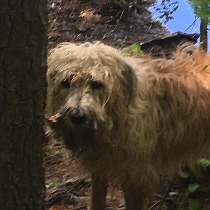 Beaver Brook, Hollis NH, Hike on July 4 2017 - 014