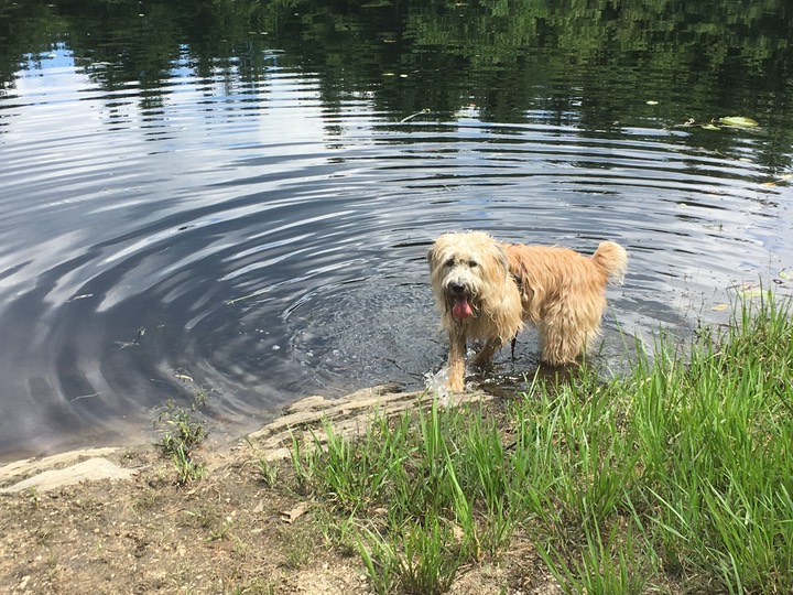 Beaver Brook, Hollis NH, Hike on July 4 2017 - 088