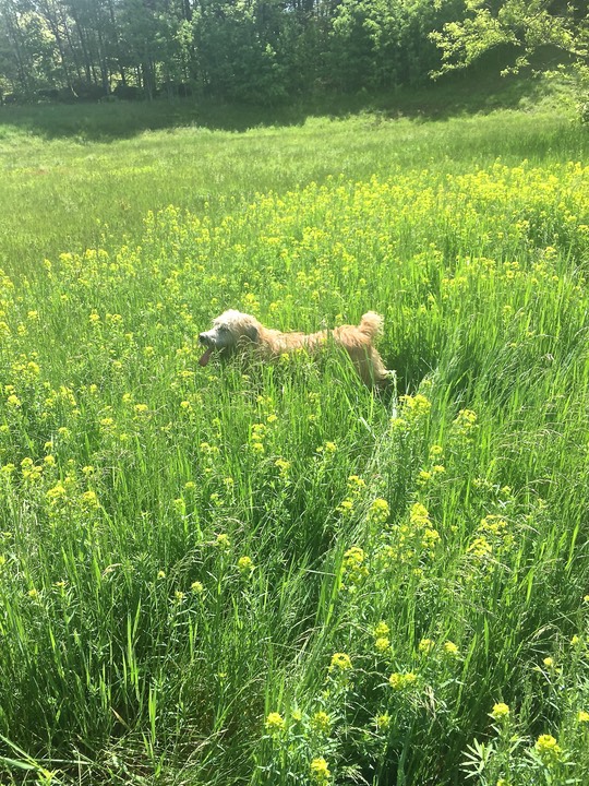 Kacey in Field