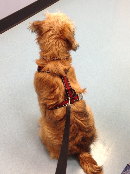 Kacey in Exam Room at Vet - 03