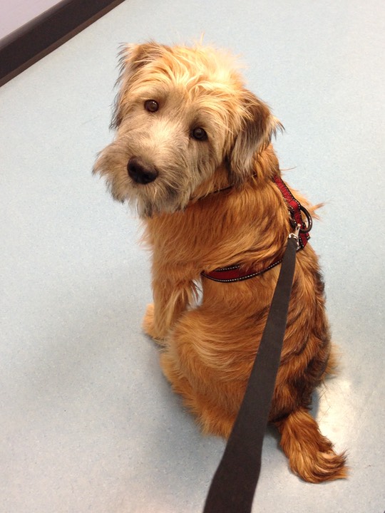 Kacey in Exam Room at Vet - 08