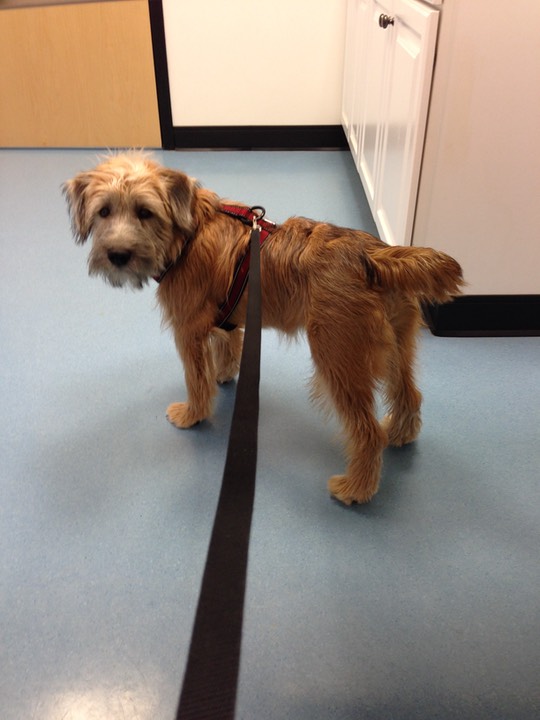 Kacey in Exam Room at Vet - 11