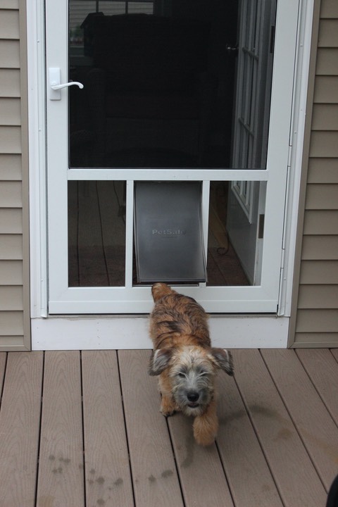 Dog Door to Porch - 4